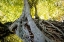 Picture of ROOTS 3