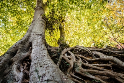 Picture of ROOTS 5