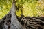 Picture of ROOTS 5