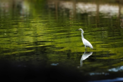 Picture of REFLECTION