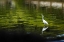 Picture of REFLECTION