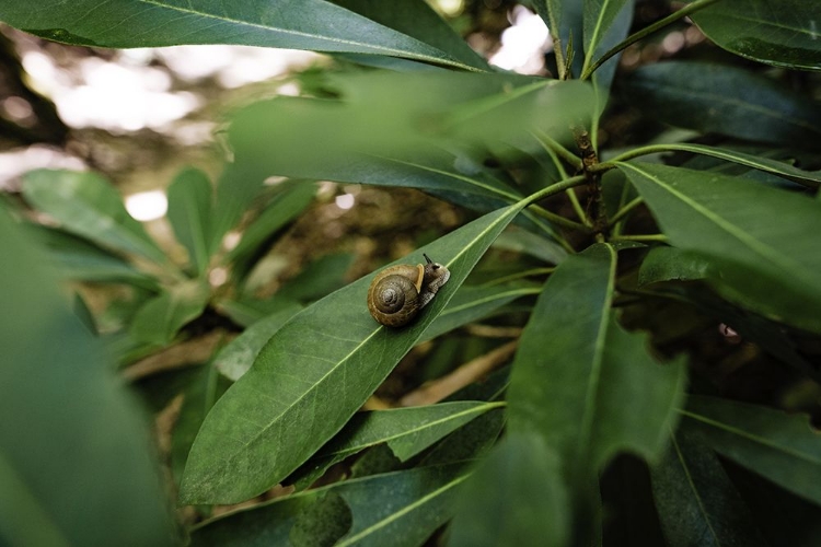 Picture of YELLOW BRANCH SNAIL