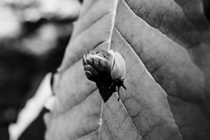 Picture of YELLOW BRANCH SNAIL 3