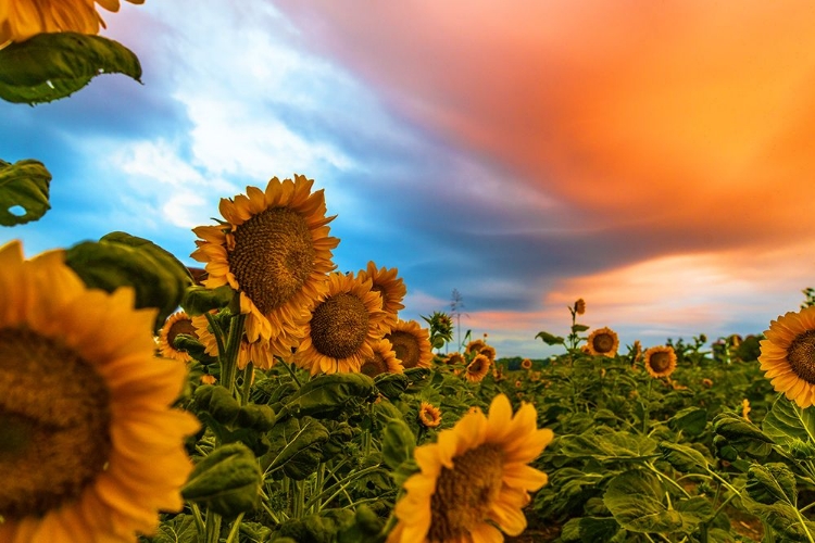 Picture of DENVER DOWNS SUNRISE