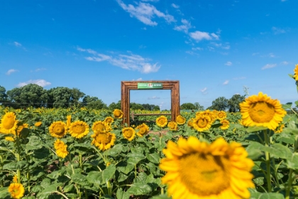 Picture of DENVER DOWNS SUNFLOWERS 1