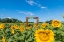 Picture of DENVER DOWNS SUNFLOWERS 1