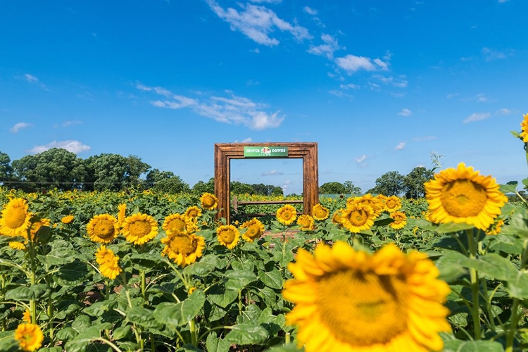 Picture of DENVER DOWNS SUNFLOWERS 1