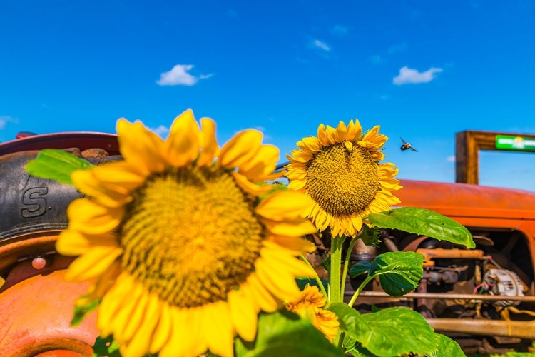 Picture of DENVER DOWNS SUNFLOWERS 2