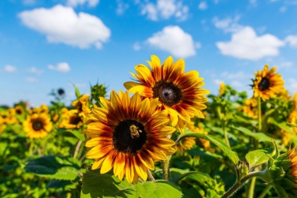 Picture of DENVER DOWNS SUNFLOWERS 5