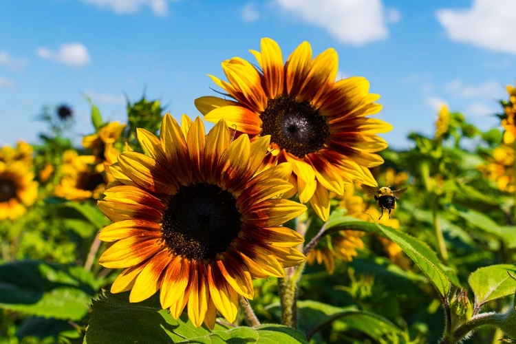 Picture of DENVER DOWNS SUNFLOWERS 6