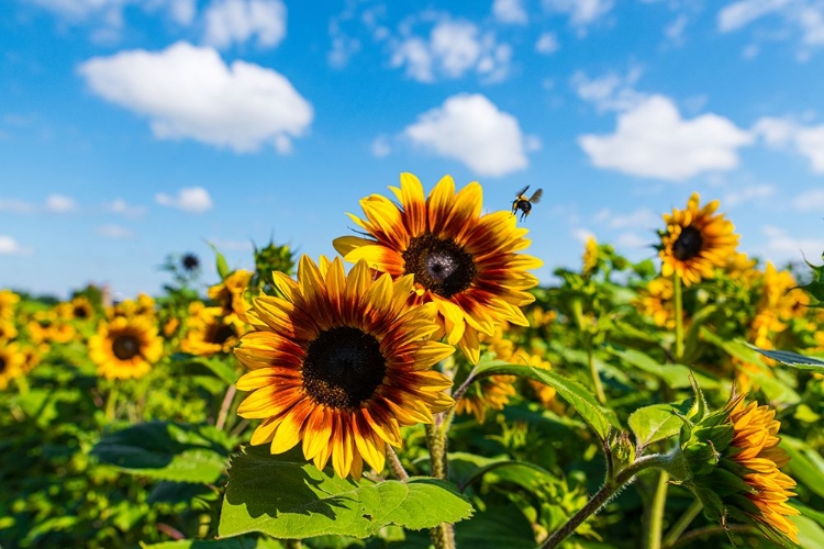 Picture of DENVER DOWNS SUNFLOWERS 7