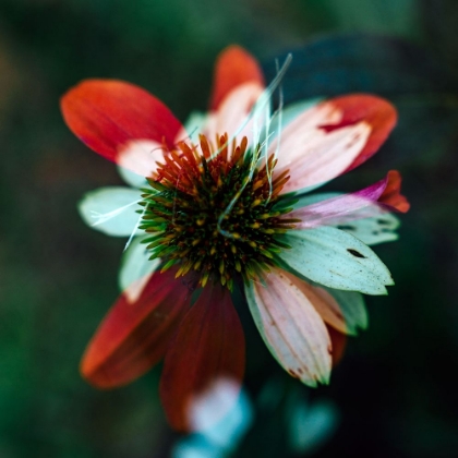 Picture of A NEW FLOWER SQUARE?