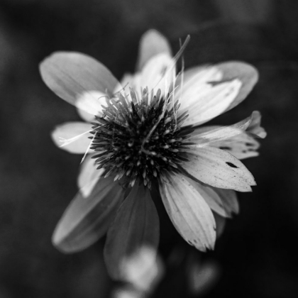 Picture of A NEW FLOWER SQUARE BW