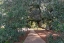 Picture of BIG OAK 3
