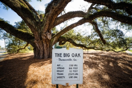 Picture of BIG OAK 6