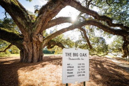 Picture of BIG OAK 7