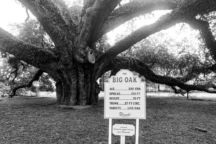 Picture of BIG OAK VINTAGE