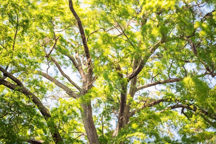 Picture of BLOWING LEAVES