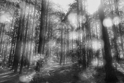 Picture of BLURRY FOREST BW