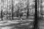 Picture of BLURRY FOREST 2 BW
