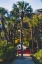 Picture of CAMARO PALM