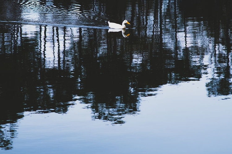 Picture of CHEROKEE LAKE DUCK