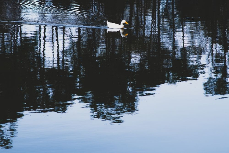 Picture of CHEROKEE LAKE DUCK