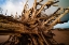 Picture of DEAD ROOT