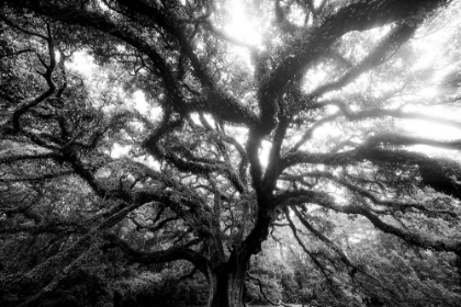 Picture of DREAM TREE MONOCHROME