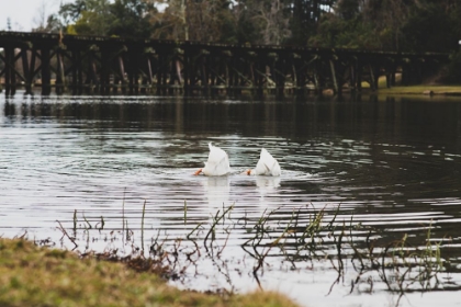 Picture of DUCK TAILS