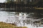 Picture of DUCK TAILS