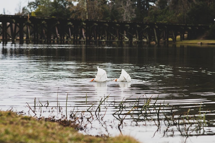 Picture of DUCK TAILS