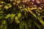 Picture of FERN