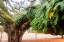 Picture of FERN 2