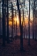 Picture of FOGGY SUNRISE VERT