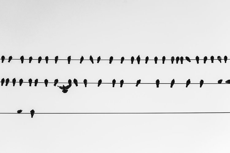Picture of GET IN LINE WATERMARK