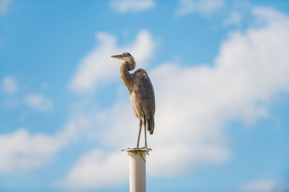 Picture of KEEPING WATCH