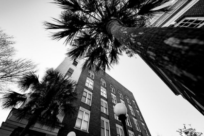 Picture of METRO PALM
