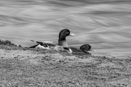 Picture of MONOCHROME DUCK 3