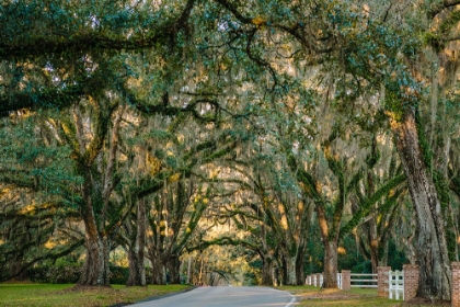 Picture of MORNING ROAD