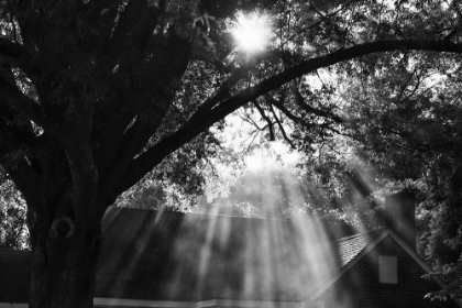 Picture of MORNING SUNLIGHT BW