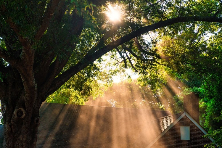 Picture of MORNING SUNLIGHT HORIZONTAL