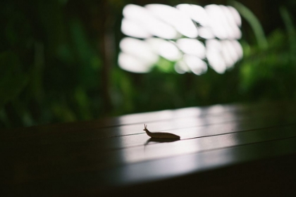 Picture of NIGHTLIFE SNAIL