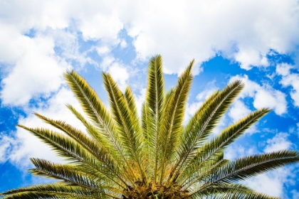Picture of PALM FAN