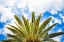 Picture of PALM FAN