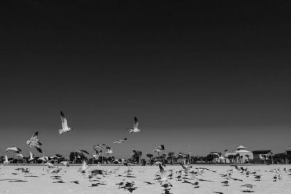 Picture of SEAGULLS 3