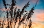 Picture of SHADOW GRASS