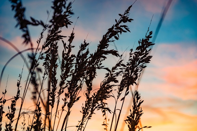 Picture of SHADOW GRASS