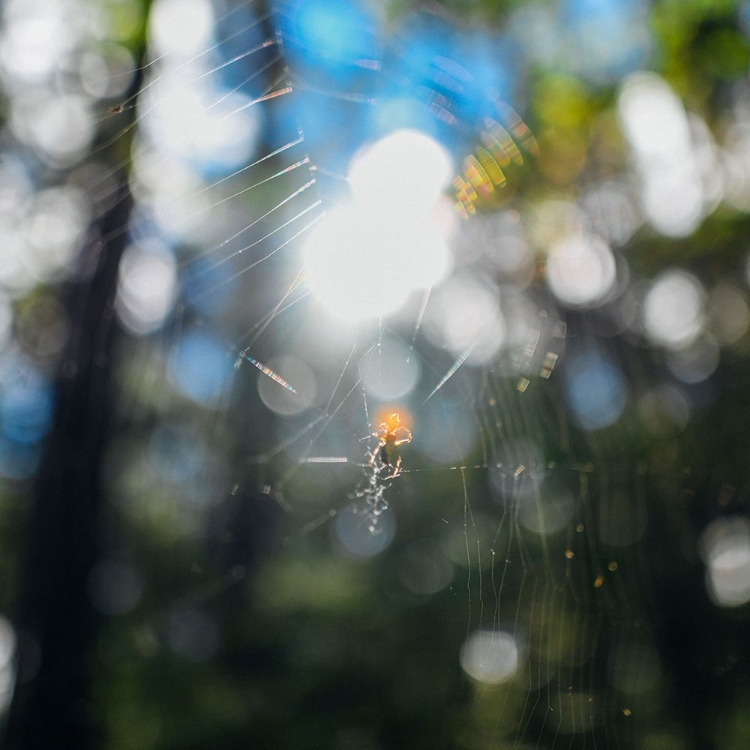 Picture of SPIDER SUNSET