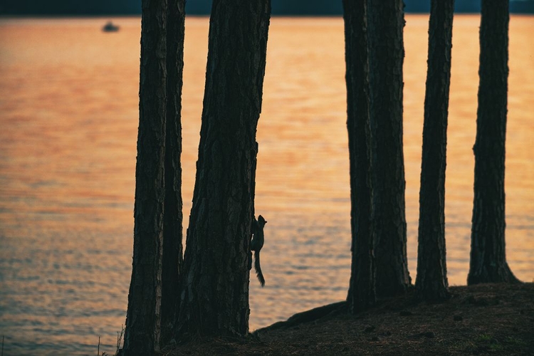 Picture of SUNSET SQUIRRELL